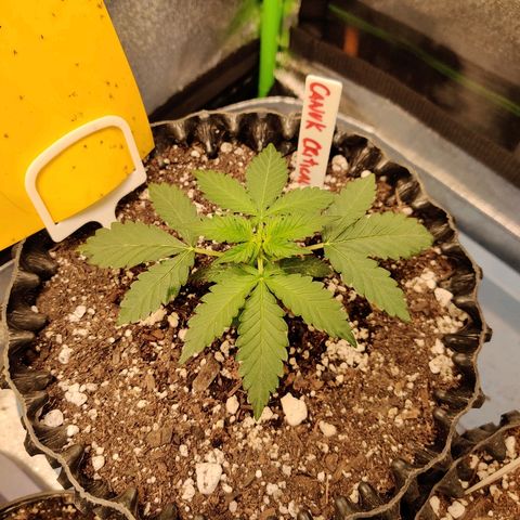 Canuk Critical Mass growlog timeline photo
