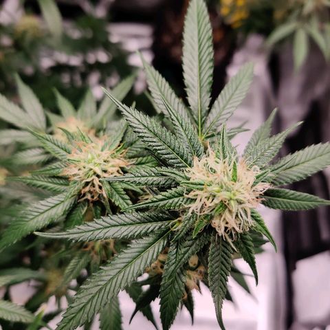 Fire OG growlog timeline photo