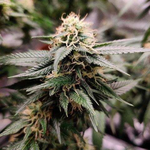 Fire OG growlog timeline photo