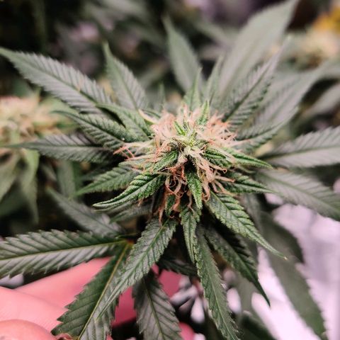 Fire OG growlog timeline photo
