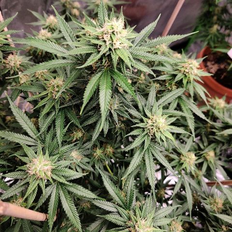 Fire OG growlog timeline photo