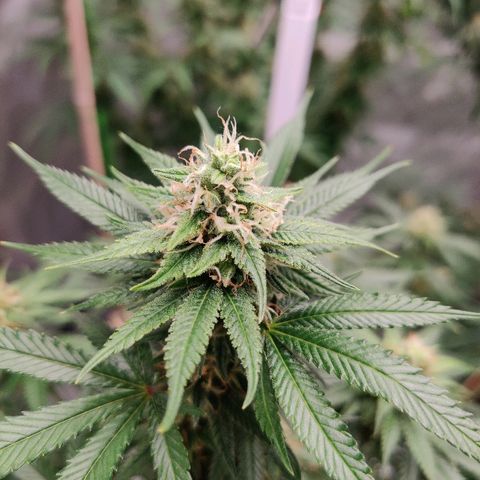 Fire OG growlog timeline photo