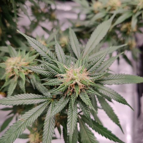 Fire OG growlog timeline photo