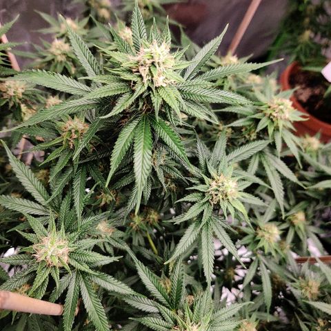 Fire OG growlog timeline photo