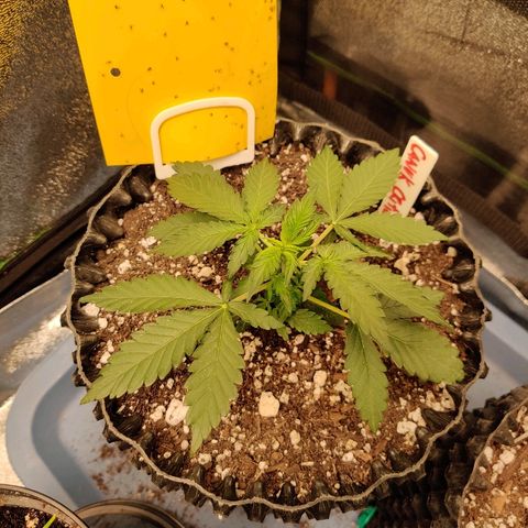 Canuk Critical Mass growlog timeline photo