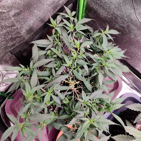 Cinex_1.0 growlog timeline photo