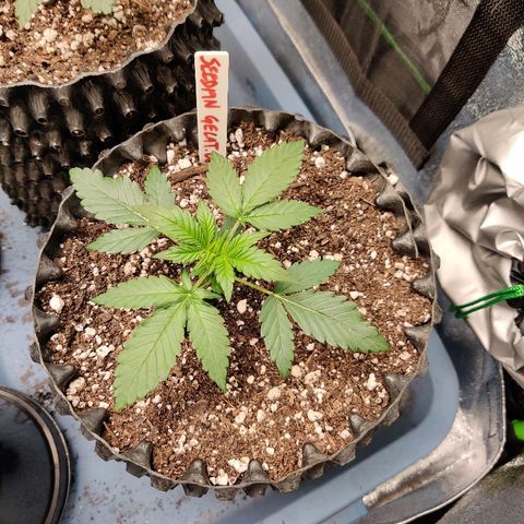 Gelat.OG growlog timeline photo