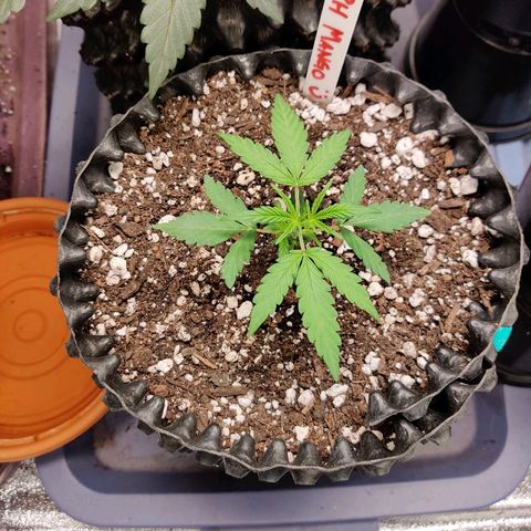 Mephisto Mango Smile growlog timeline photo