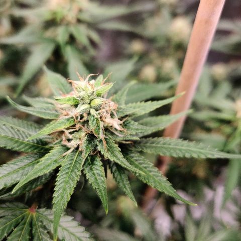 Fire OG growlog timeline photo