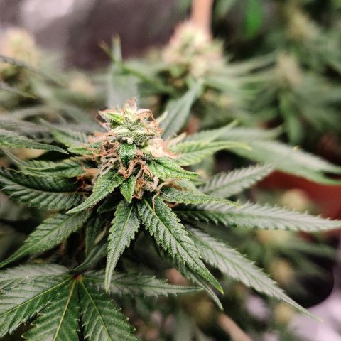 Fire OG growlog timeline photo