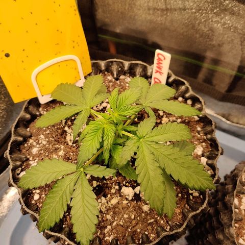 Canuk Critical Mass growlog timeline photo