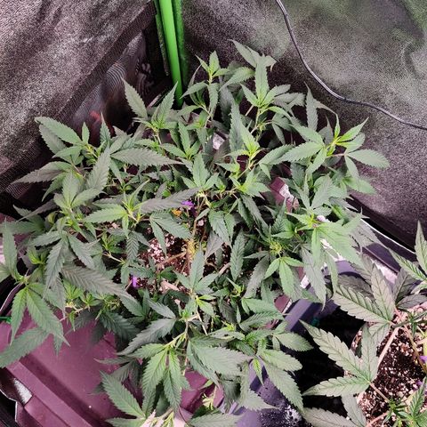Cinex_1.0 growlog timeline photo