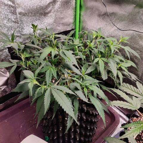 Cinex_1.0 growlog timeline photo
