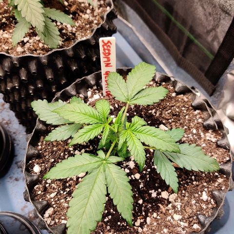 Gelat.OG growlog timeline photo