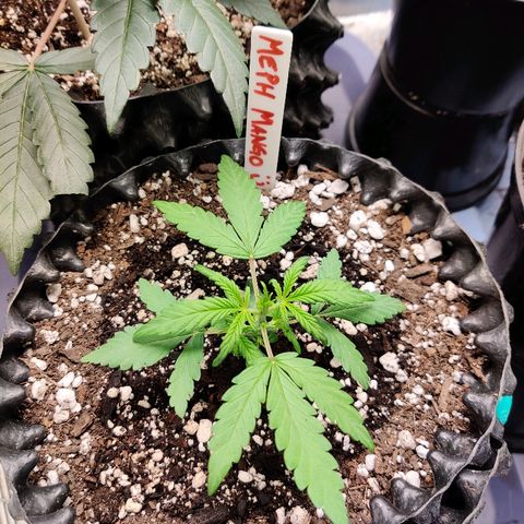 Mephisto Mango Smile growlog timeline photo