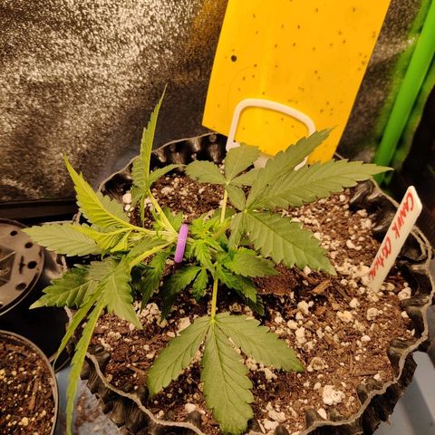 Canuk Critical Mass growlog photo: 1st LST