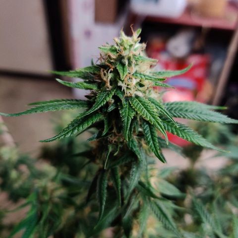 Fire OG growlog timeline photo