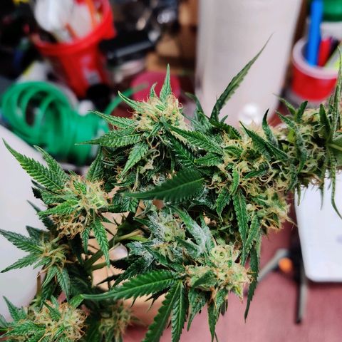 Fire OG growlog timeline photo