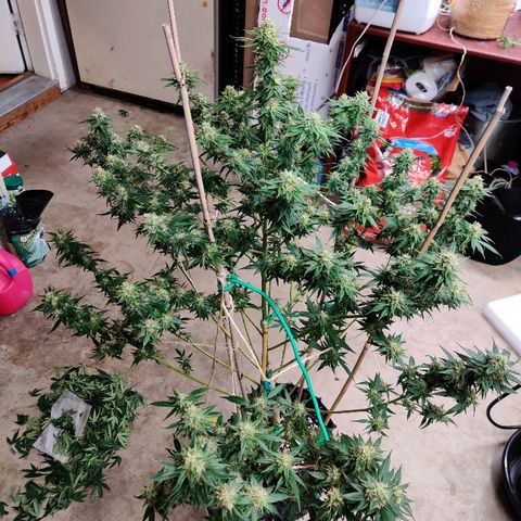 Fire OG growlog timeline photo