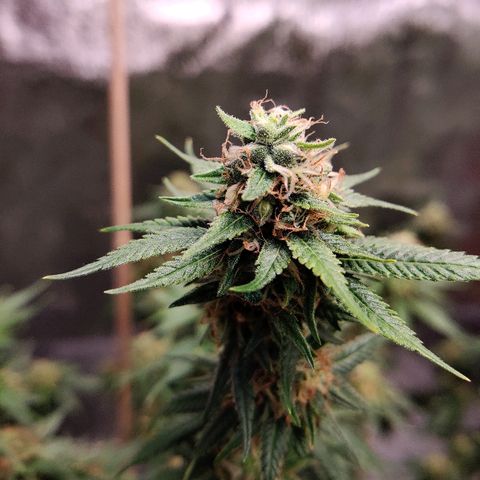 Fire OG growlog timeline photo
