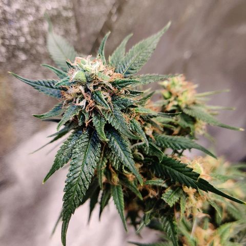 Fire OG growlog timeline photo