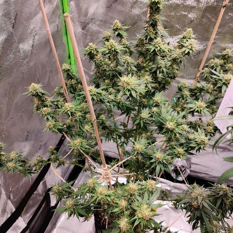 Fire OG growlog timeline photo