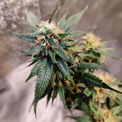 Fire OG growlog timeline photo