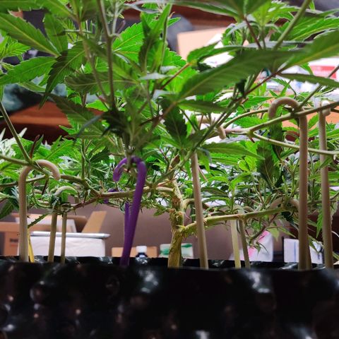 Cinex_1.0 growlog photo: More LST and defoliation 