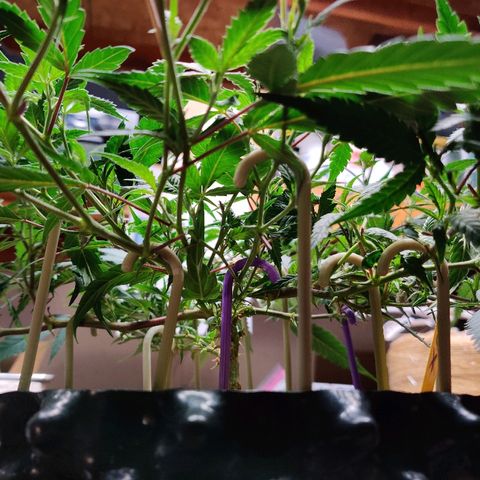 Cinex_1.0 growlog photo: More LST and defoliation 