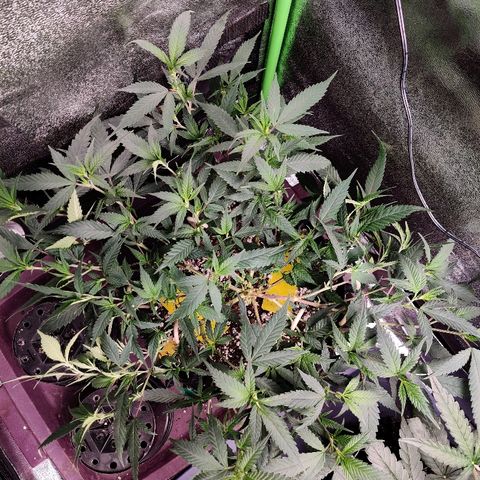 Cinex_1.0 growlog photo: More LST and defoliation 