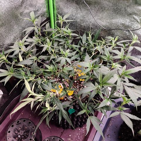 Cinex_1.0 growlog photo: More LST and defoliation 