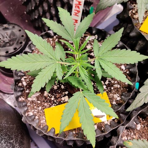 Mephisto Mango Smile growlog timeline photo