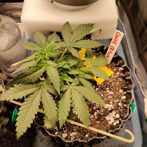 Canuk Critical Mass growlog timeline photo
