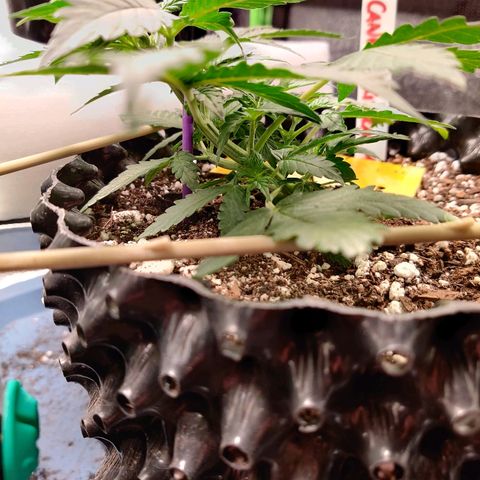 Canuk Critical Mass growlog timeline photo