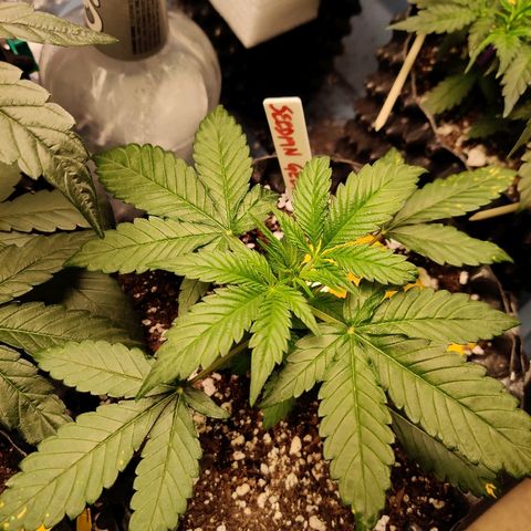 Gelat.OG growlog timeline photo