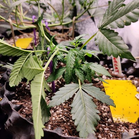 Gelat.OG growlog photo: 1st LST