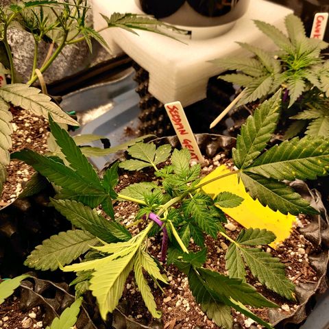 Gelat.OG growlog photo: 1st LST