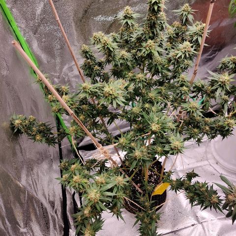 Fire OG growlog timeline photo