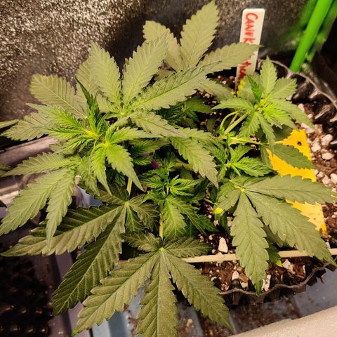 Canuk Critical Mass growlog timeline photo