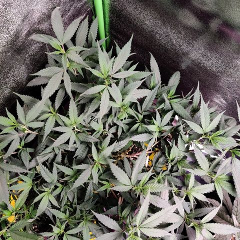 Cinex_1.0 growlog timeline photo