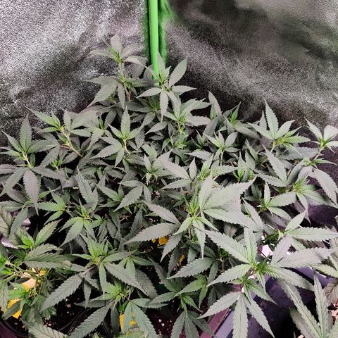 Cinex_1.0 growlog timeline photo