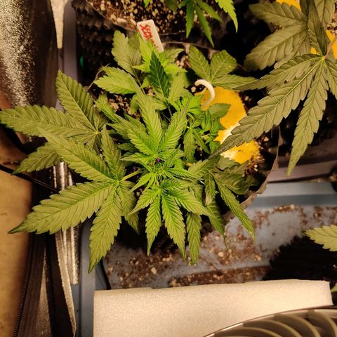 Gelat.OG growlog timeline photo