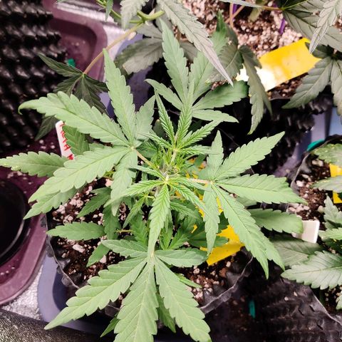 Mephisto Mango Smile growlog timeline photo
