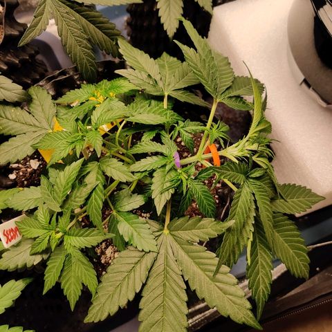 Gelat.OG growlog photo: Added additional lst hook