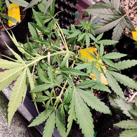Mephisto Mango Smile growlog photo: 1st LST hook