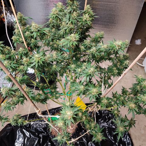 Fire OG growlog photo: Early harvest 