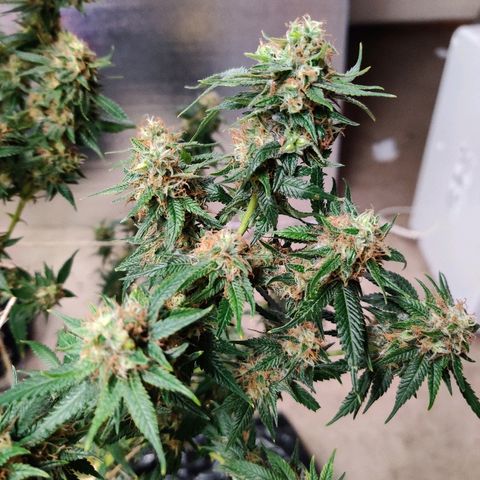 Fire OG growlog photo: Early harvest 