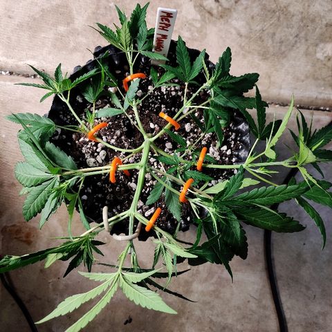 Mephisto Mango Smile growlog timeline photo