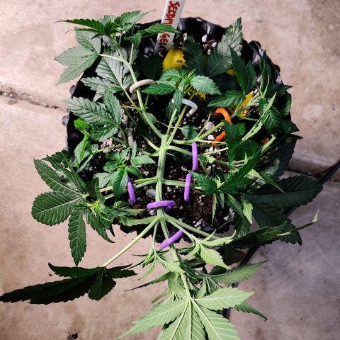 Gelat.OG growlog timeline photo