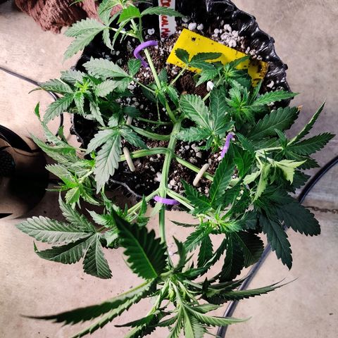Canuk Critical Mass growlog timeline photo
